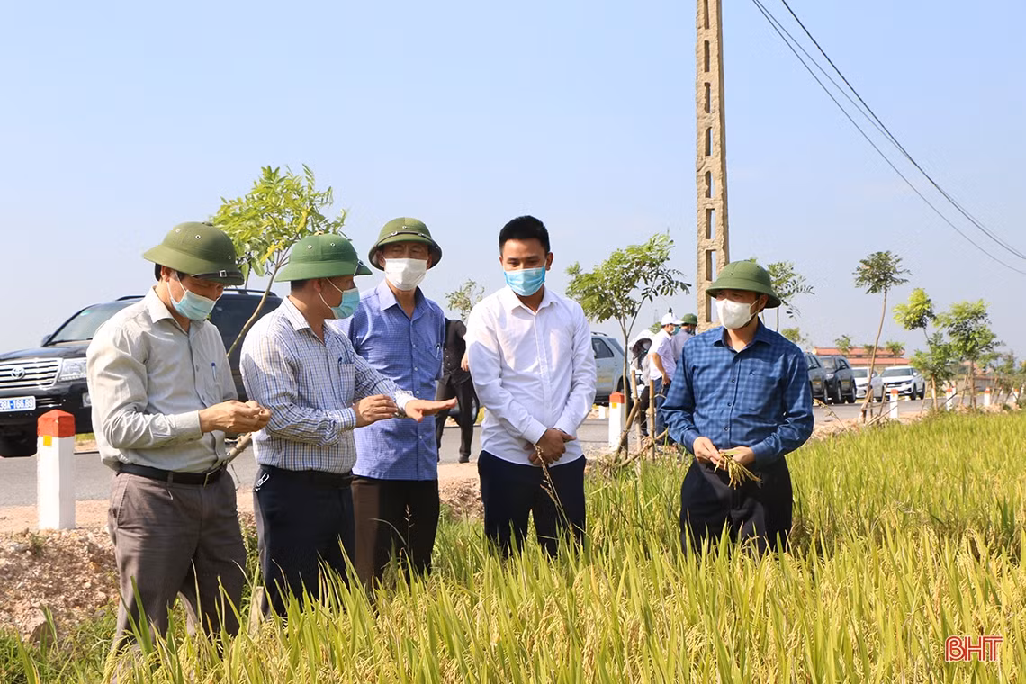 Đẩy nhanh tiến độ thu hoạch lúa xuân, triển khai sản xuất vụ hè thu đúng kế hoạch