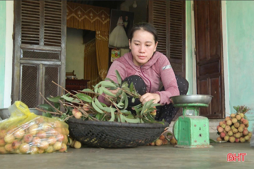 Nhiều hộ dân dự kiến mở rộng diện tích, xem đây là cây trồng chính trong phát triển kinh tế địa phương. bqbht_br_vt10.png