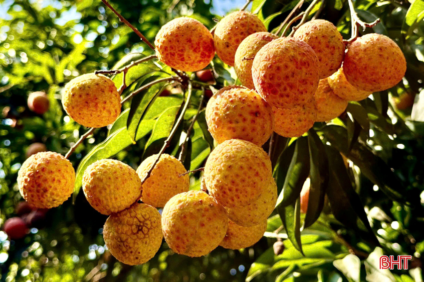 Năm nay, vải thiều quả to đẹp, cùi dày và sản lượng gấp đôi vụ trước. bqbht_br_vt3.png