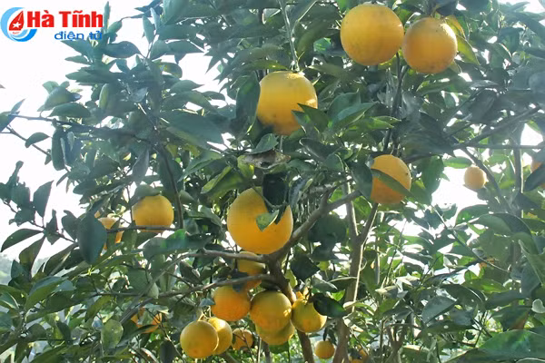 cam sach vu quang san sang phuc vu tet