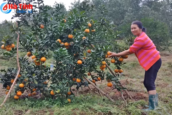 cam sach vu quang san sang phuc vu tet