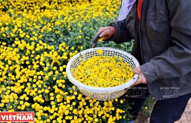 ron rang mua thu hoach hoa cuc tien vua o thon nghia trai