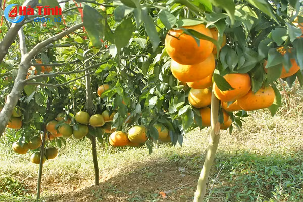 cam sach vu quang san sang phuc vu tet