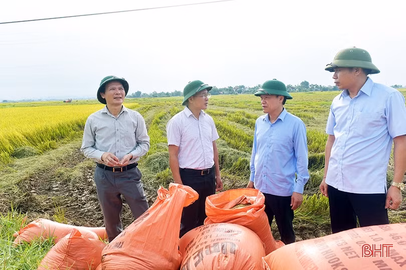 Tập trung thu hoạch nhanh gọn lúa hè thu, tránh thiệt hại do mưa lũ