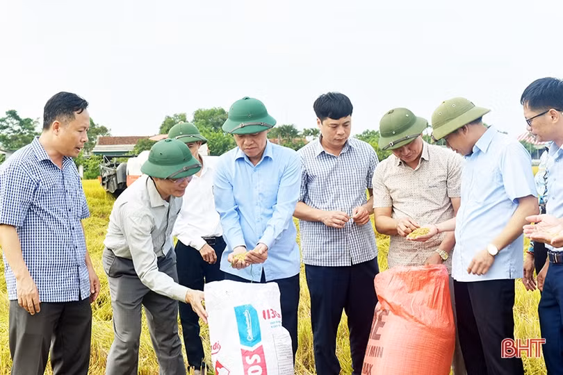 Tỷ lệ thu hoạch lúa hè thu ở Hà Tĩnh đạt hơn 45% diện tích