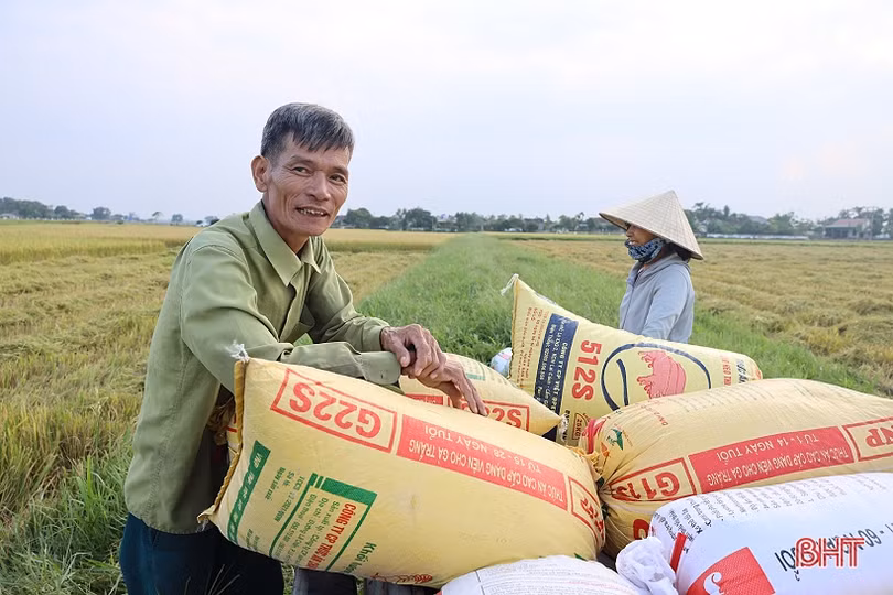 Lúa hè thu tăng giá, dễ bán, nông dân Hà Tĩnh mừng ra mặt