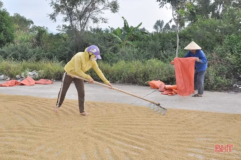 Tỷ lệ thu hoạch lúa hè thu ở Hà Tĩnh đạt hơn 45% diện tích