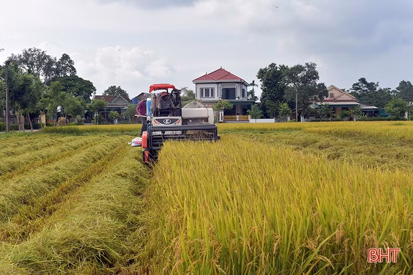 Tập trung thu hoạch nhanh gọn lúa hè thu, tránh thiệt hại do mưa lũ