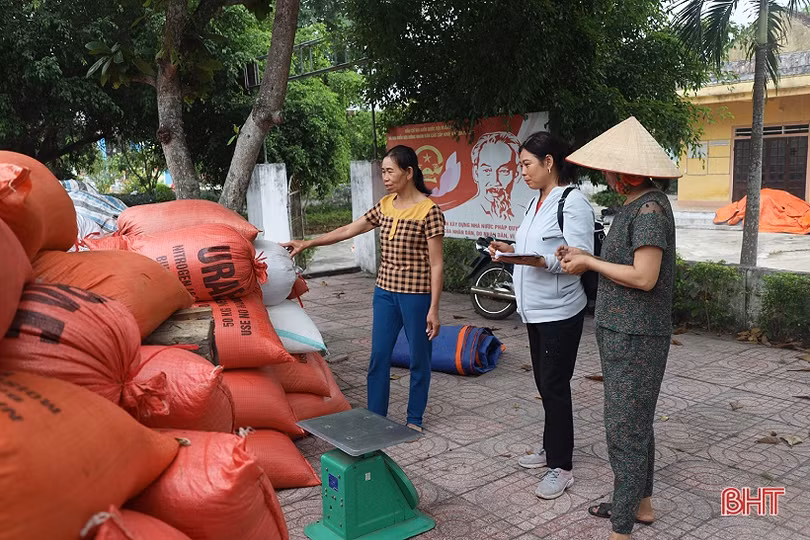 Lúa hè thu tăng giá, dễ bán, nông dân Hà Tĩnh mừng ra mặt