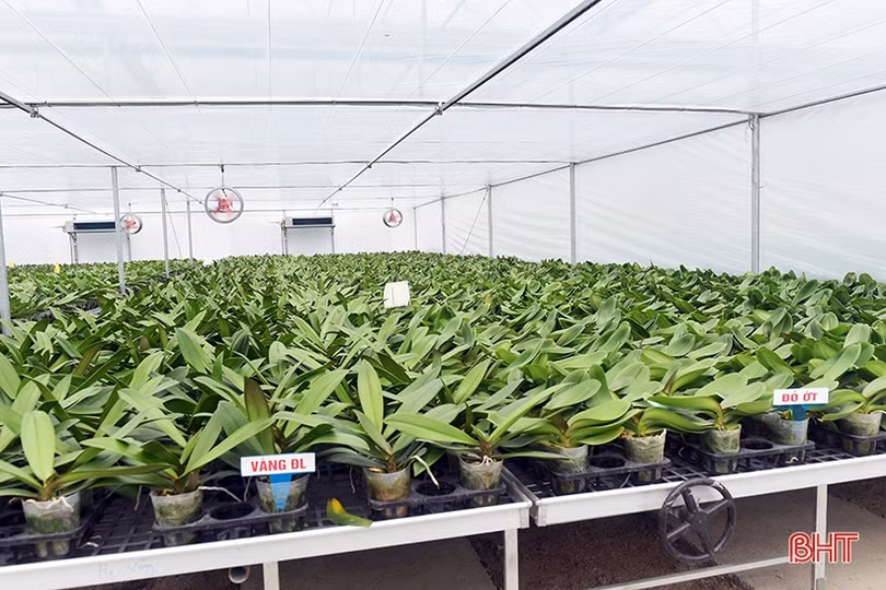 Chú trọng ứng dụng công nghệ cao trong sản xuất nông nghiệp, nâng tầm sản phẩm OCOP