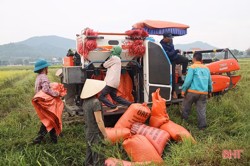 Lúa hè thu tăng giá, dễ bán, nông dân Hà Tĩnh mừng ra mặt