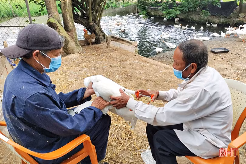 Hà Tĩnh phấn đấu tiêm phòng gia súc, gia cầm đợt 2 xong trước ngày 30/10