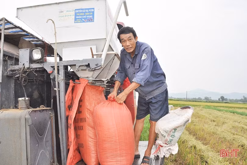 Tỷ lệ thu hoạch lúa hè thu ở Hà Tĩnh đạt hơn 45% diện tích