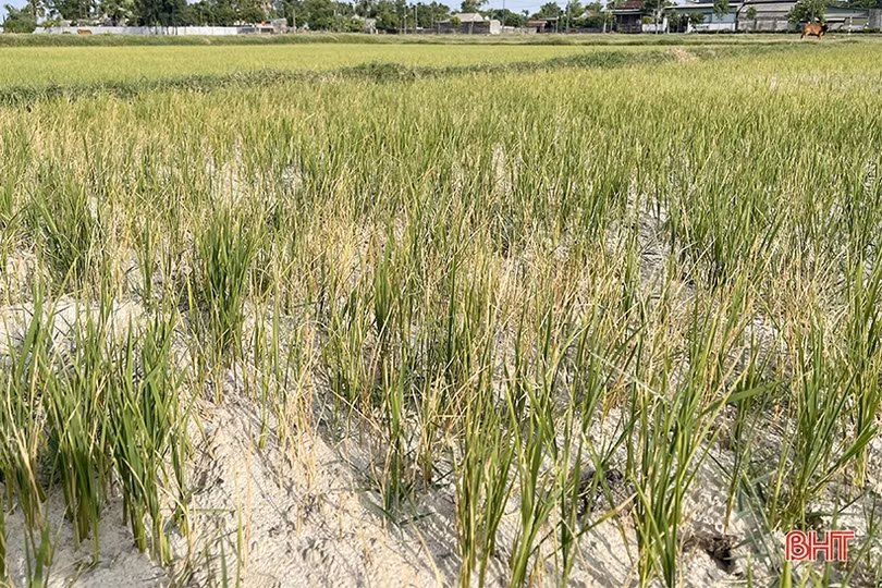 Thiếu nguồn nước tưới, người dân vùng mỏ sắt Thạch Khê sản xuất lúa đánh cược với trời