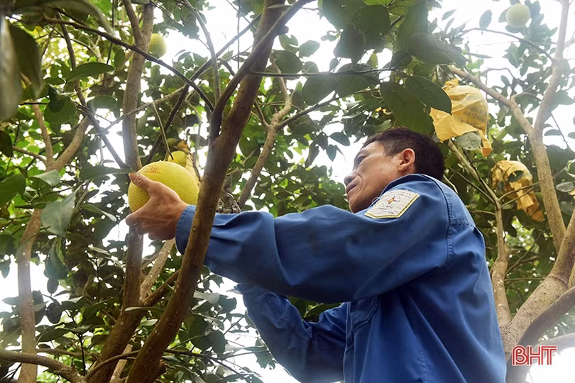 Sản lượng bưởi Phúc Trạch ước đạt trên 21 nghìn tấn