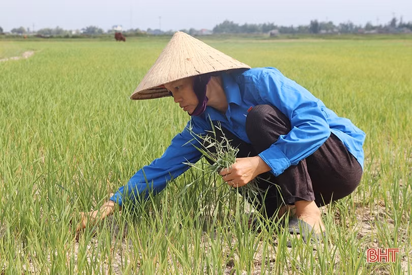 Thiếu nguồn nước tưới, người dân vùng mỏ sắt Thạch Khê sản xuất lúa đánh cược với trời