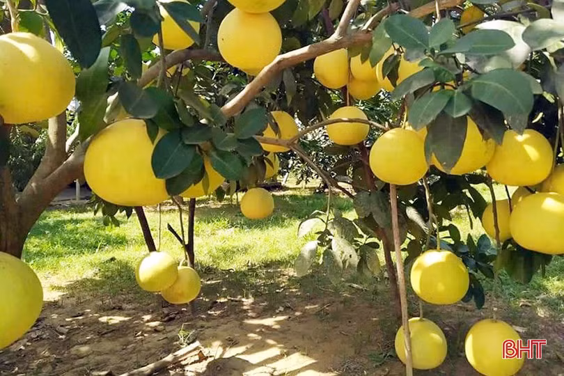 Cơ hội “xuất ngoại” của bưởi Phúc Trạch sau triển lãm tại Malaysia