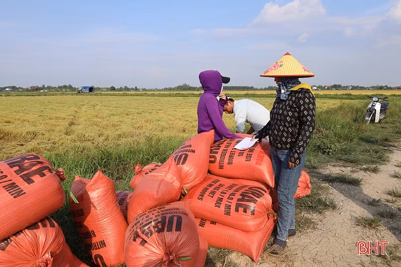 Lúa hè thu tăng giá, dễ bán, nông dân Hà Tĩnh mừng ra mặt