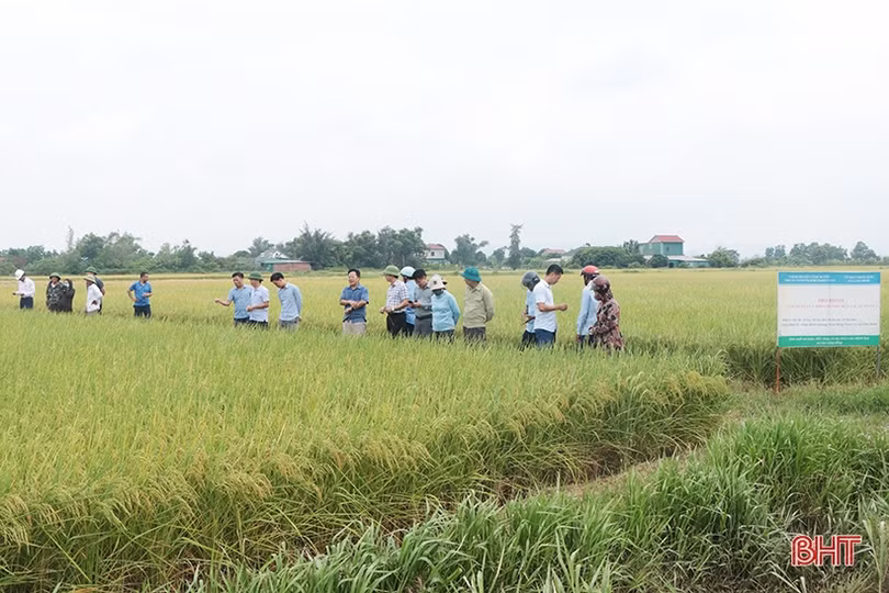 Mô hình sản xuất lúa theo hướng hữu cơ ở Cẩm Xuyên cho lợi nhuận cao