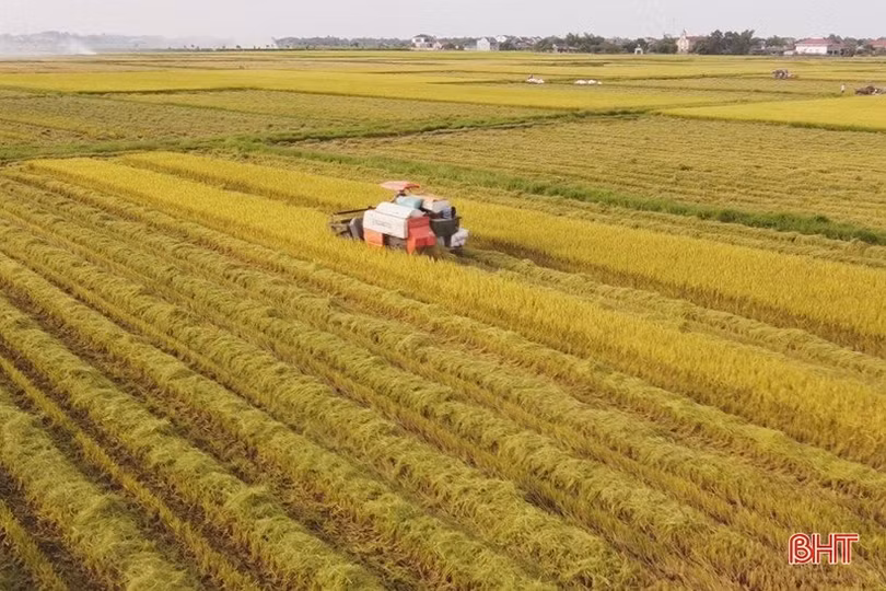 Tỷ lệ thu hoạch lúa hè thu ở Hà Tĩnh đạt hơn 45% diện tích