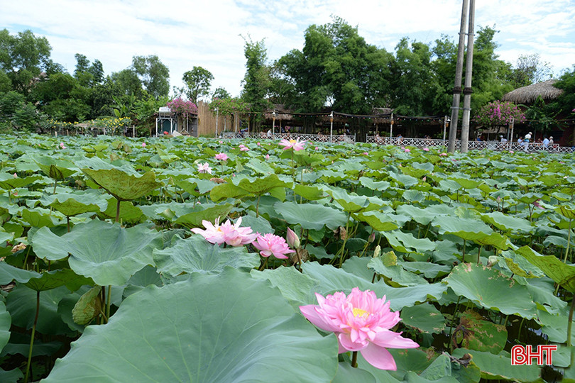 Những đầm sen thơm ngát có mặt ở khắp nơi trong lòng TP Hà Tĩnh. bqbht_br_z5510436811588-f62345e5922a72c5a90ea2e6f98eaf2a-938.jpg