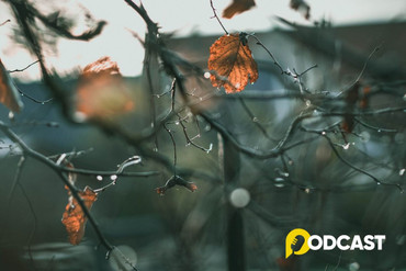 Podcast Tản văn: Lặng nghe tiếng gió trở mùa