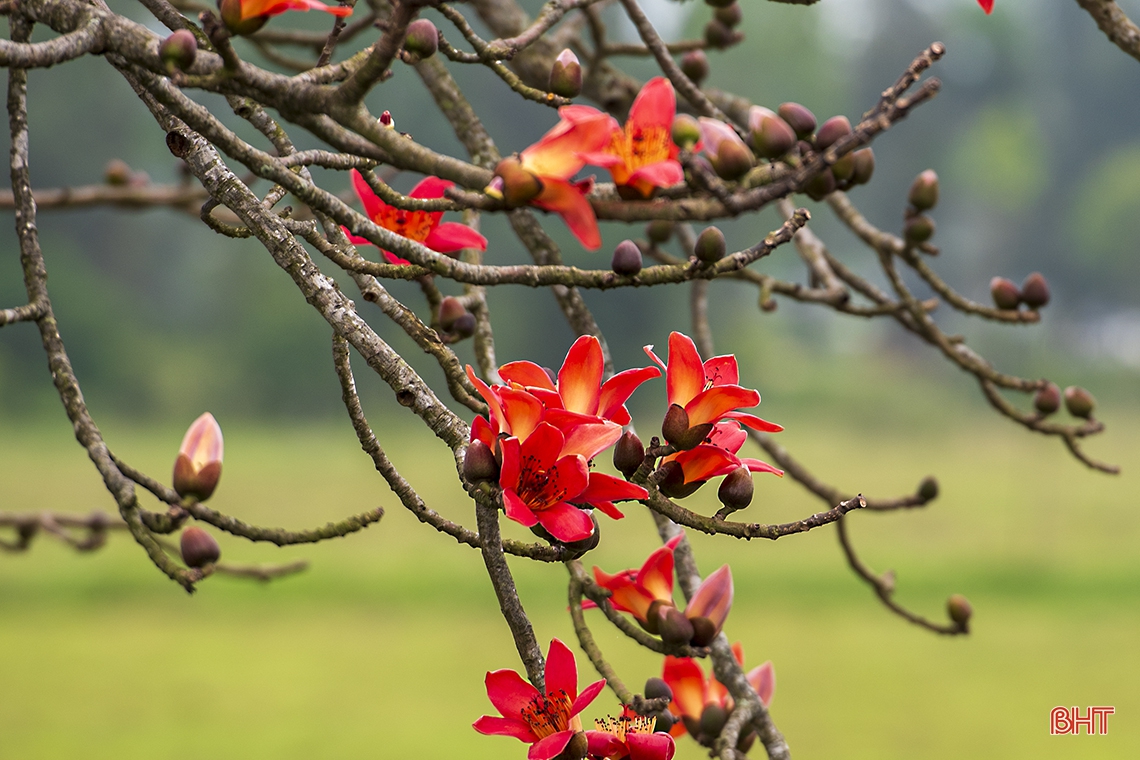 Hương sắc tháng Ba trên những miền quê Hà Tĩnh