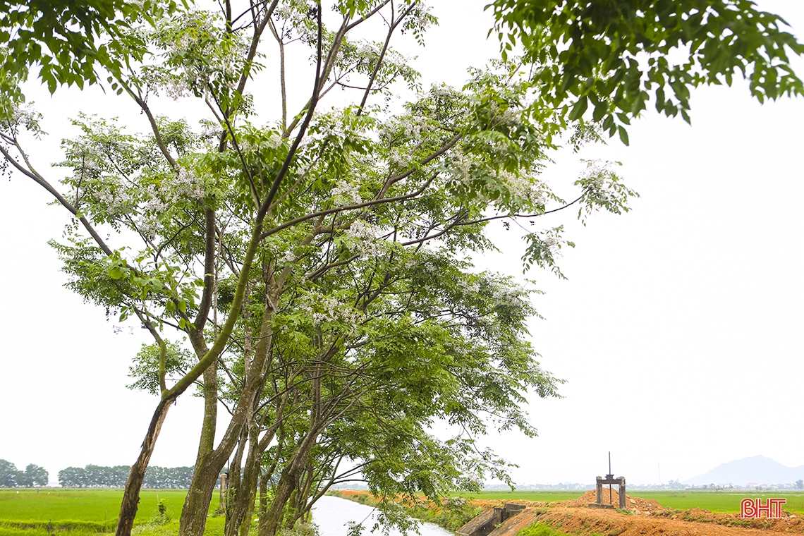 Hương sắc tháng Ba trên những miền quê Hà Tĩnh