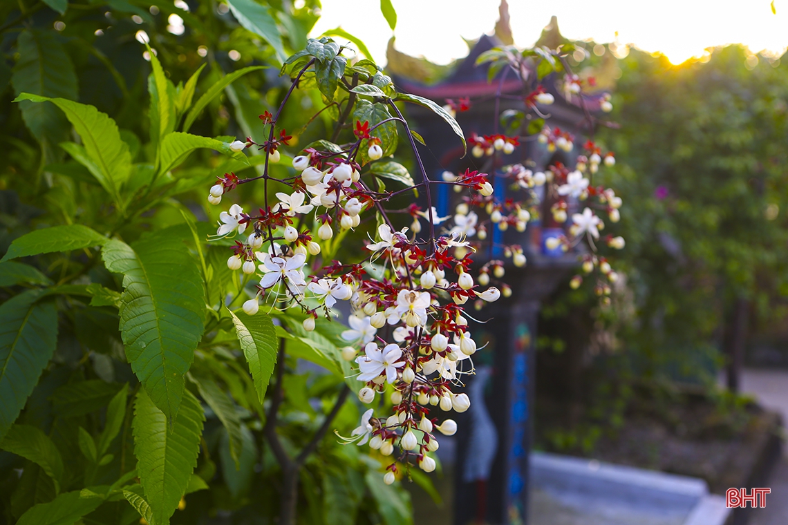 Hương sắc tháng Ba trên những miền quê Hà Tĩnh