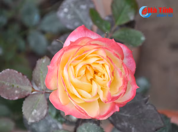 thanh sen ruc ro sac hoa cay canh don tet