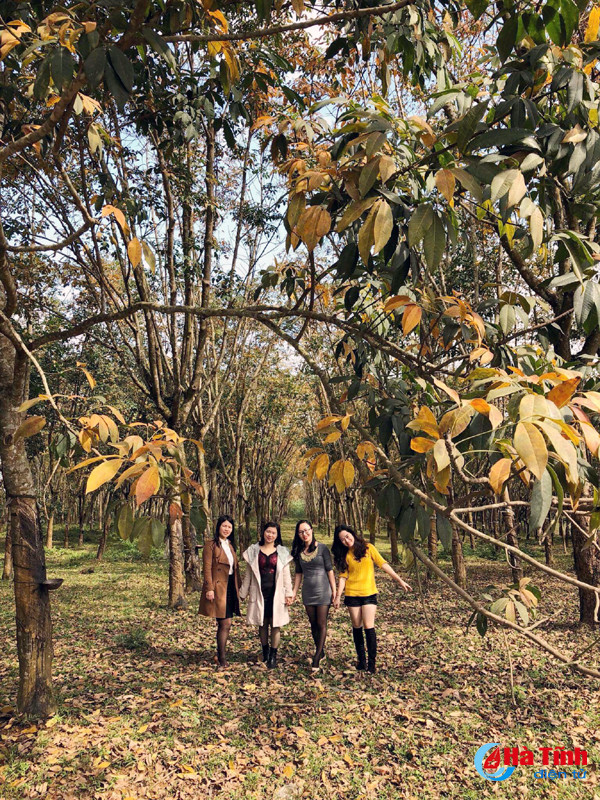 rung cao su huong khe thay la diem selfie lang man tuyet my