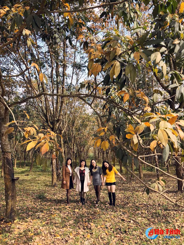 rung cao su huong khe thay la diem selfie lang man tuyet my