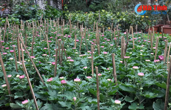 thanh sen ruc ro sac hoa cay canh don tet