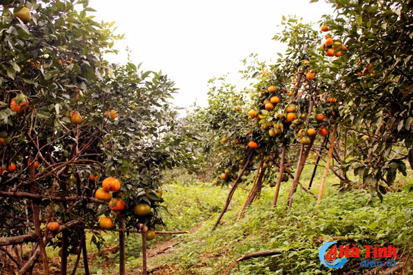 lac troi trong vuon cam bu gan 20 tan chin mong