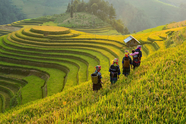 viet nam lot top 10 quoc gia san xuat lua gao lon nhat the gioi