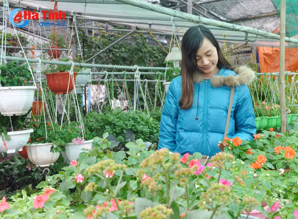 thanh sen ruc ro sac hoa cay canh don tet