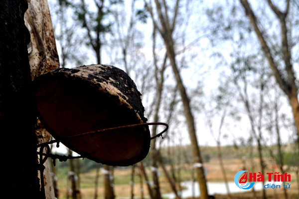 rung cao su huong khe thay la diem selfie lang man tuyet my