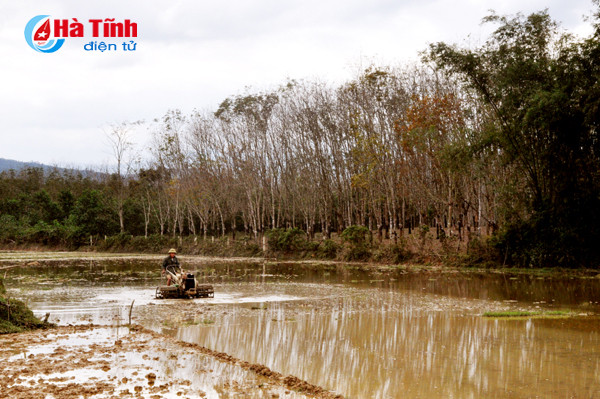 rung cao su huong khe thay la diem selfie lang man tuyet my