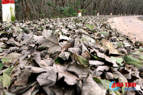 rung cao su huong khe thay la diem selfie lang man tuyet my