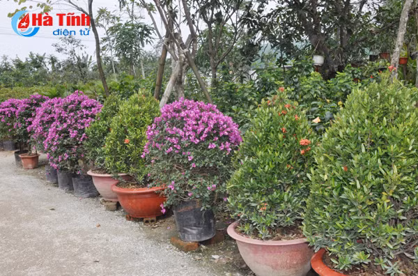 thanh sen ruc ro sac hoa cay canh don tet