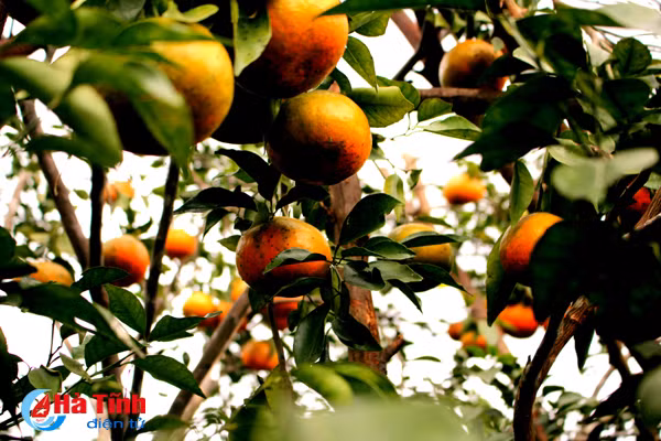 lac troi trong vuon cam bu gan 20 tan chin mong