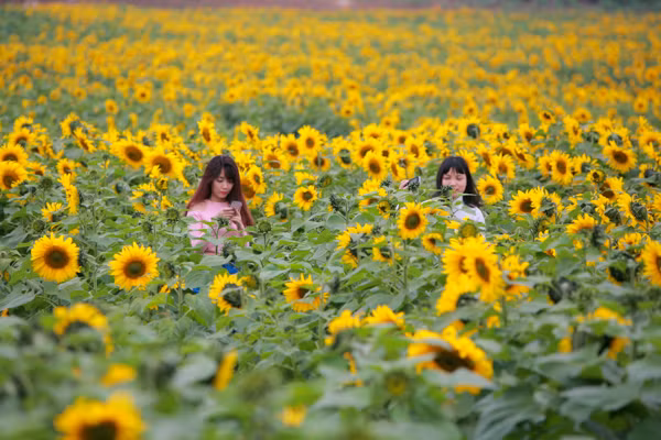 den hen lai len canh dong hoa huong duong nghe an da ruc ro the nay roi day