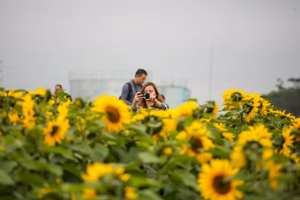 den hen lai len canh dong hoa huong duong nghe an da ruc ro the nay roi day