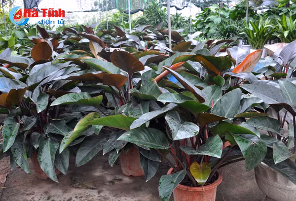 thanh sen ruc ro sac hoa cay canh don tet