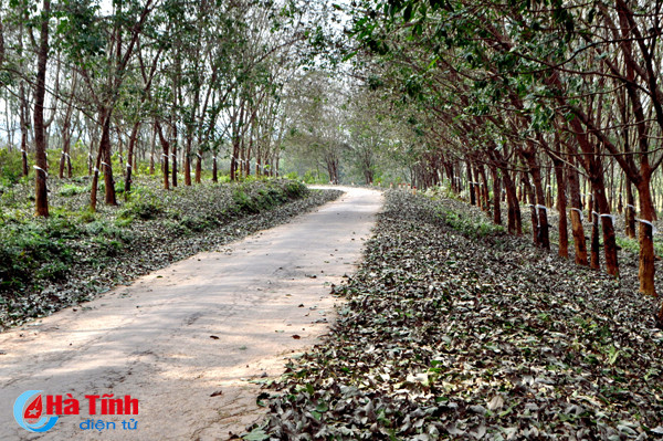 rung cao su huong khe thay la diem selfie lang man tuyet my