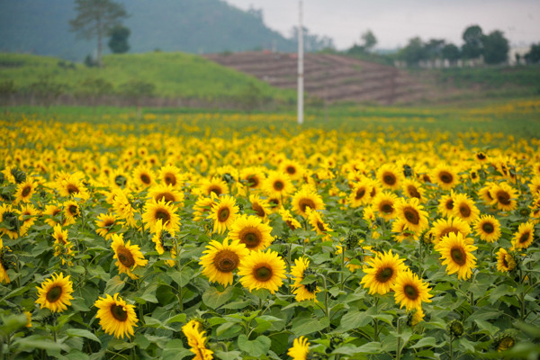 den hen lai len canh dong hoa huong duong nghe an da ruc ro the nay roi day