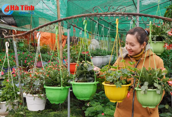 thanh sen ruc ro sac hoa cay canh don tet