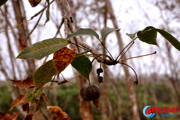 rung cao su huong khe thay la diem selfie lang man tuyet my