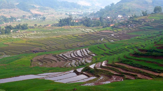 viet nam lot top 10 quoc gia san xuat lua gao lon nhat the gioi