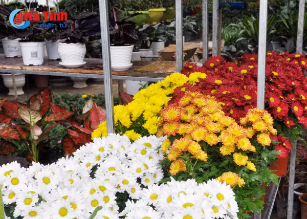 thanh sen ruc ro sac hoa cay canh don tet